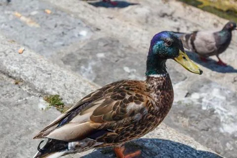 Duck on the seafront Stock Photos