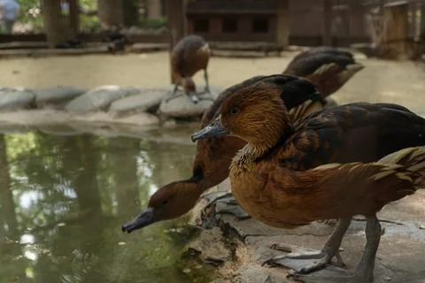 Duck with selective focus Stock Photos