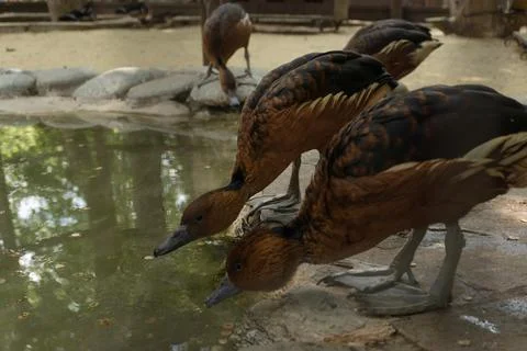 Duck with selective focus Stock Photos