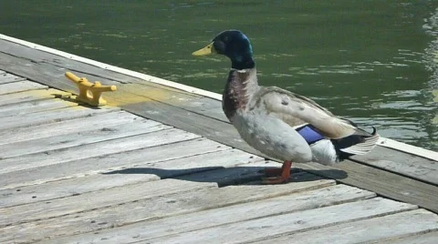 Duck Series Stock Footage 781853