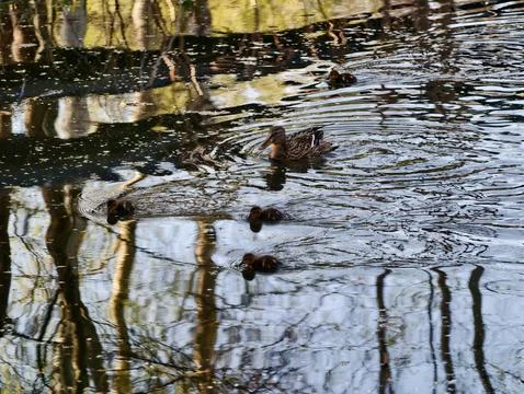 Duck Shadows Dance. Reflections Ripple With Hidden Shapes. Water Mirrors Wi.. 库存照片