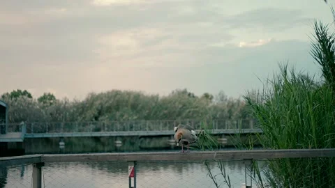 A duck shakes off its feathers while standing on the wooden railing Video stock 224250465