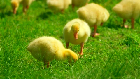 Duck shaking its head. Cute yellow duckling eat grass. Farm bird. Domestic Video stock 243258755