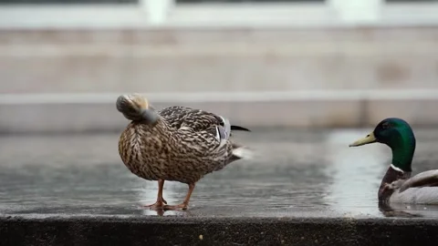 Duck shaking off water Stock Footage 275387909