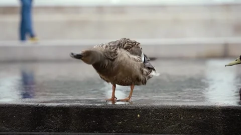 Duck shaking off water Video stock 275387911
