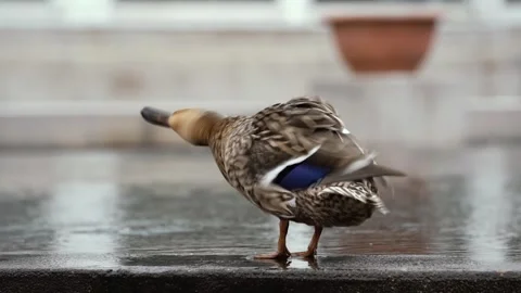 Duck shaking off water Stock Footage 275387915