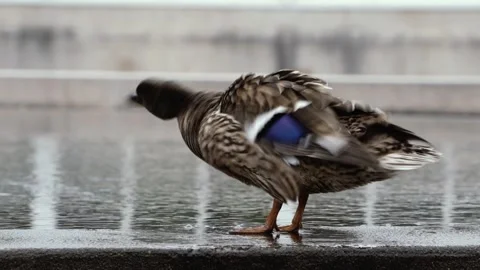 Duck shaking off water Stock Footage 275387930