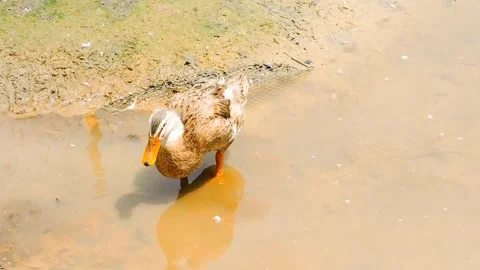 Duck in a shallow pond Stock Footage 315398998