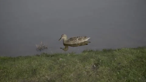 Duck in Shallow Water Stock Footage 203917729