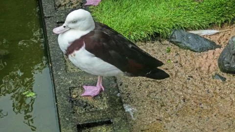 Duck Shelduck preparing to sail Stock Photos