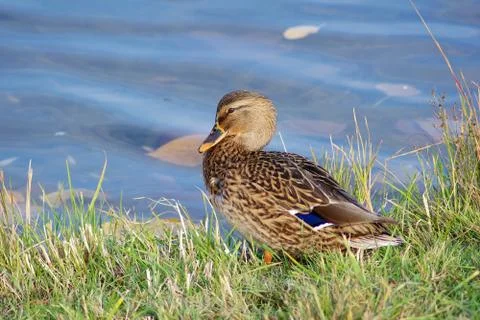 Duck on shore Foto stock