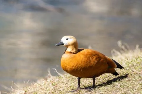 Duck on the shore Stock Photos