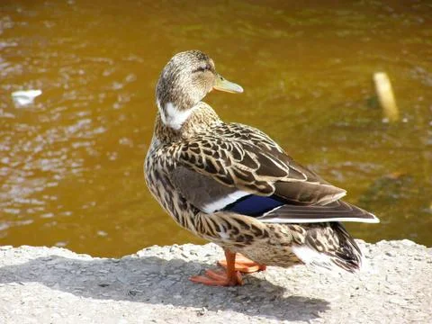 Duck on the shore Foto stock