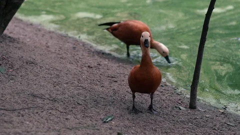 Duck on the shore of a pond Stock-Footage 79684269