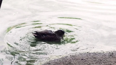 Duck on the shore of a pond Stock Footage 79684986