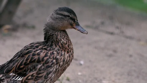 Duck on the shore of a pond Stock Footage 79685195