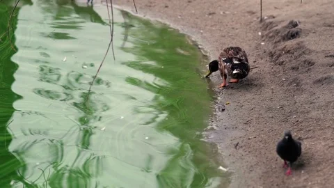 Duck on the shore of a pond Stock-Footage 79685510