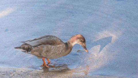Duck on the shore of a river Stock Photos