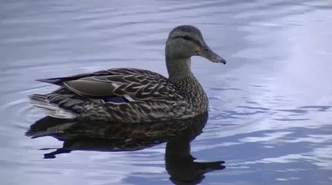 Duck Shot #1 Stockbeeldmateriaal 11244281