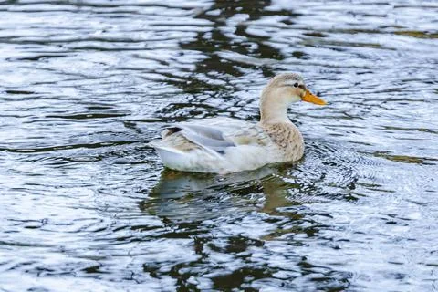 Duck shot in the lake of "massaciuccoli" in Tuscany Stock Photos