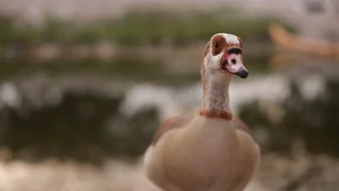 Duck shot in Miramar, FL. Stock Footage 235401747