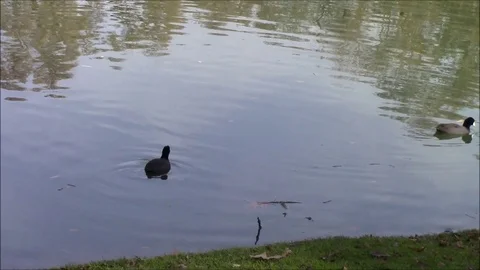 Duck siblings swimming Stock Footage 87126784