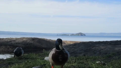 Duck on the side of a lake walking Stock Footage 98438822