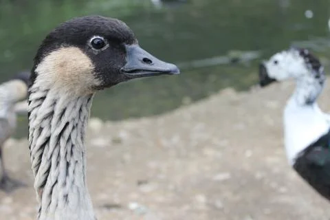 Duck from side Foto stock