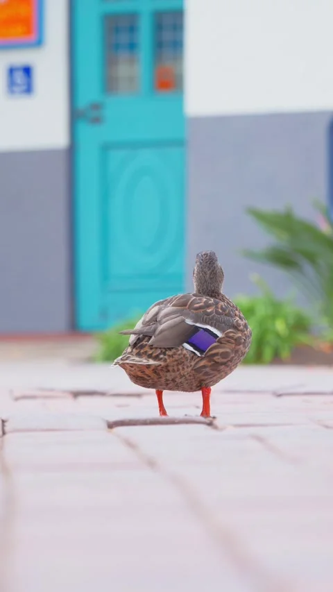 Duck on sidewalk-vertical Stock-Footage 255971772