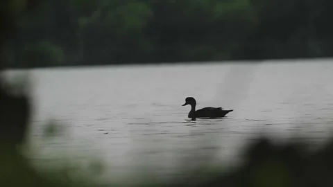 Duck Silhouette Stock Footage 184126717