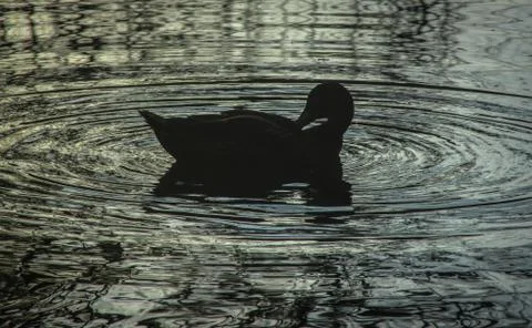 Duck silhouette Stock Photos
