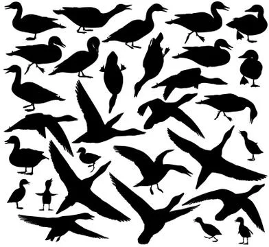 Duck silhouettes Stock Illustration