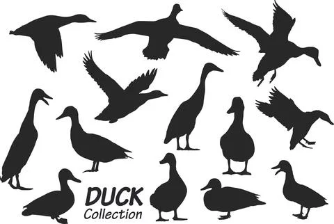 Duck silhouettes Stock Illustration