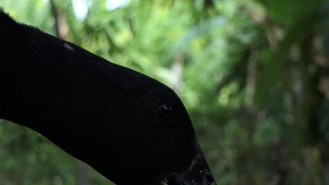 Duck singing voice. Stock-Footage 101692211