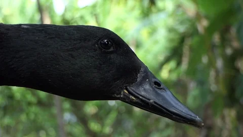Duck singing voice. Stock-Footage 101692292