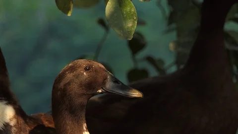 Duck singing voice. 스톡 동영상 104842738