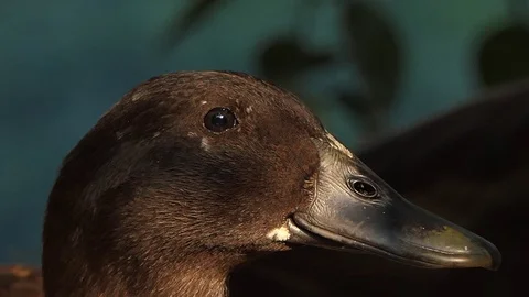 Duck singing voice. 스톡 동영상 104842739