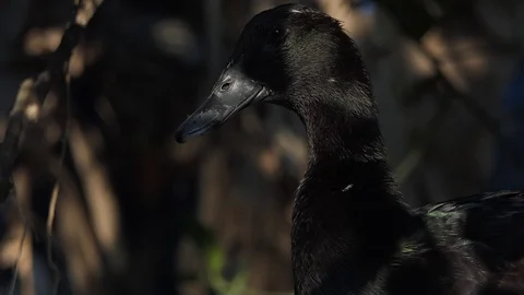 Duck singing voice. Stock Footage 104842764