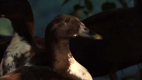 Duck singing voice. 스톡 동영상 104842777