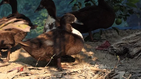 Duck singing voice. 스톡 동영상 104842868