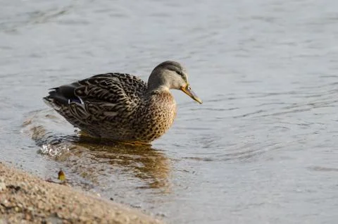 Duck sit at the lake Stock Photos