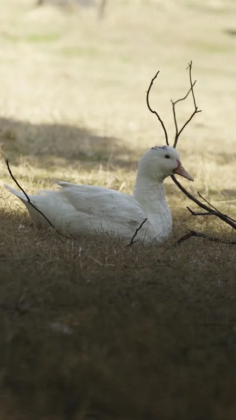 Duck sits down for an afternoon nap (vertical) Stock Footage 329118002