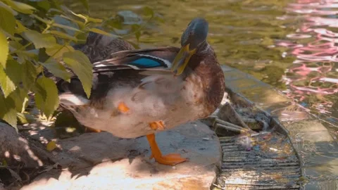 A duck sits on the edge of an artificial pond and leisurely cleans its feathers Stock Footage 323844044
