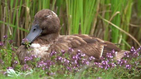 A duck sits in the grass and sleeps on the edge of the pond Stock Footage