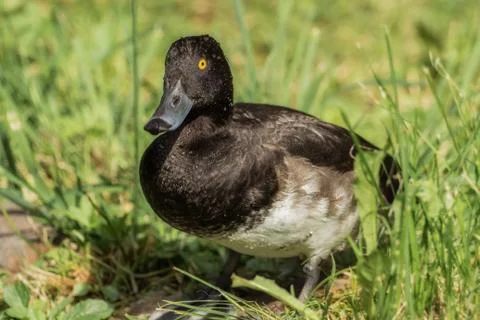 A duck sits in the grass Foto stock