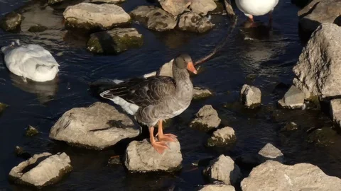 The duck sits on a rock Stock Footage 113994771