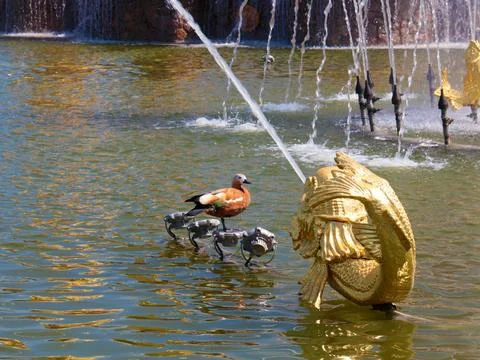 Duck sits on spray Stock Photos