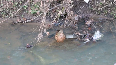 Duck sits on a stone in a river 2 Stock Footage 124895670