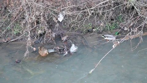 Duck sits on a stone in a river Stock Footage 124895663