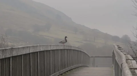 Duck Sitting on Bridge 動画素材 51346037